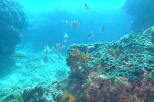 Reefs: Kampanil veliki (14)