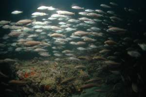 Dive on the Brijuni Islands