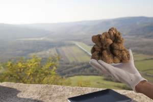 Original truffle - Tartufo vero