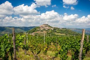 Istrian wines listed in the most famous Italian wine guide, Vinibuoni d'Italia