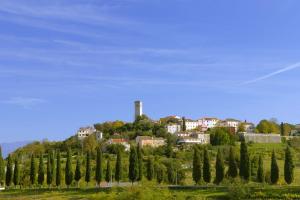 Istria declared the best olive oil region in the world 