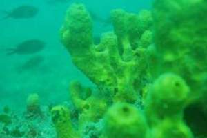 Reefs: Busula (7)