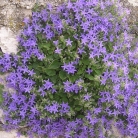 Istrian bellflower - a decoration of Plomin
