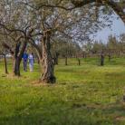 Organoleptička svojstva