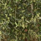 Organoleptička svojstva