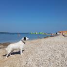 Plaža Bi Dog