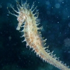 Centri subacquei: Diving centre Meduza