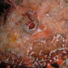 Tauchzentren: Diving centre Meduza